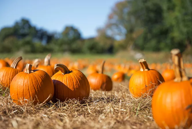 pumpkins in a field